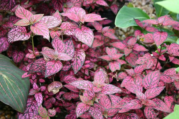 Hypoestes phyllostachya 'Carmina' 