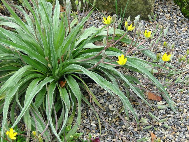 Hypoxis cribbsii 