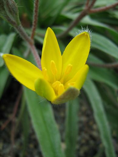 Hypoxis cribbsii 