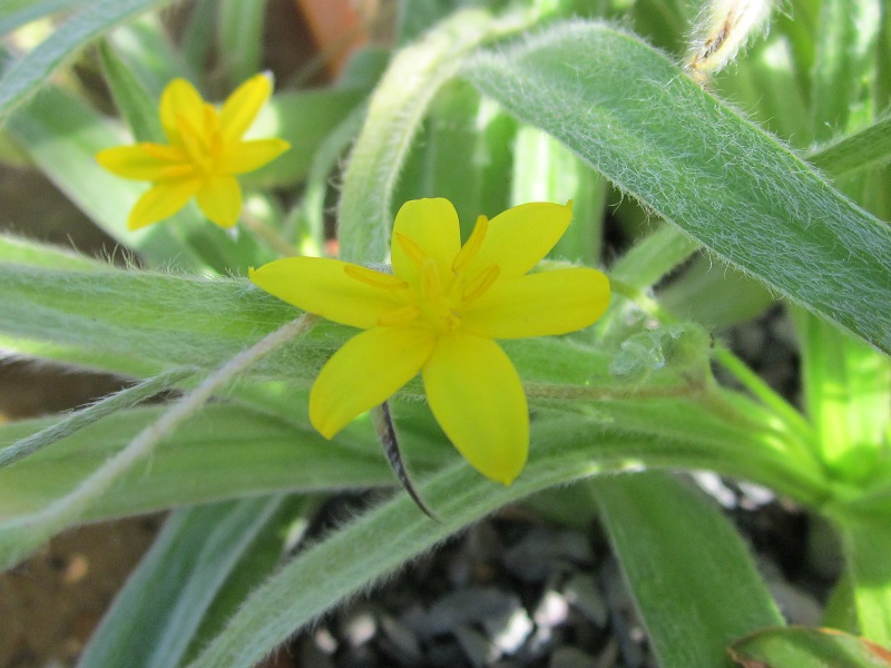 Hypoxis hirsuta 