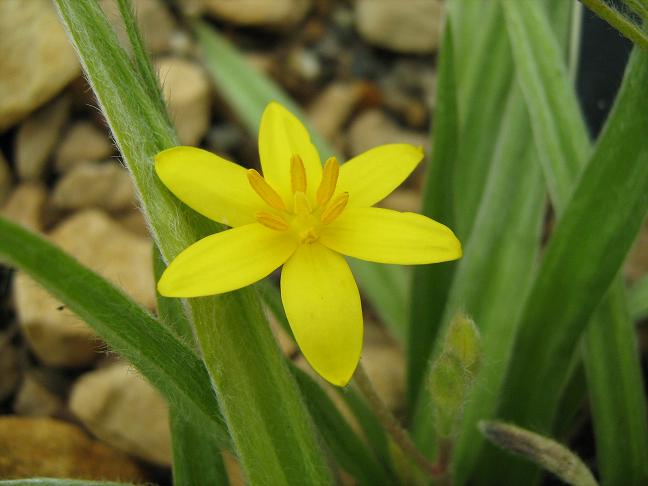 Hypoxis hirsuta 