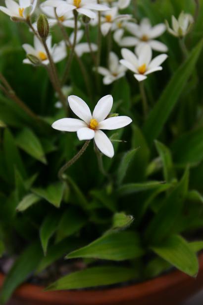 Hypoxis parvula 'Hebron Farm Biscuit' 