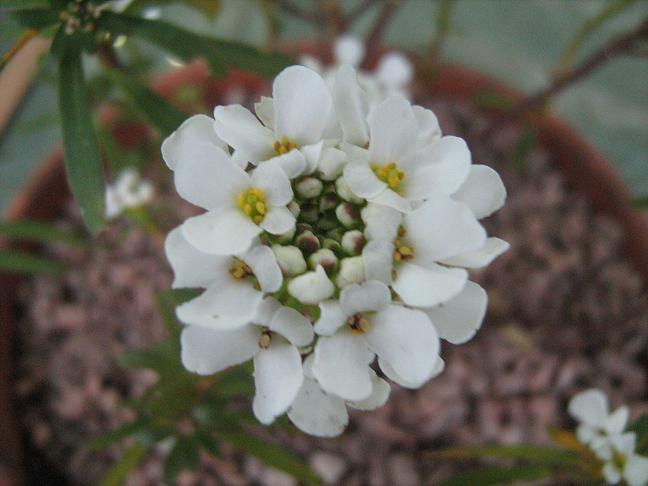 Iberis sempervirens 'Snowstorm' 