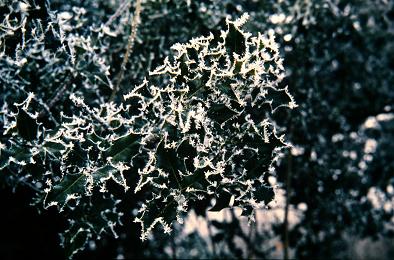 Ilex aquifolium 