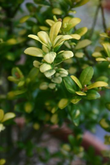 Ilex crenata 'Lancasters Gold' 