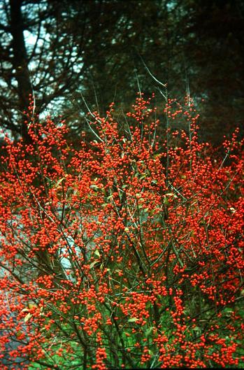 Ilex verticillata 