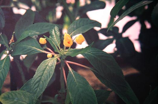 Impatiens auricoma 