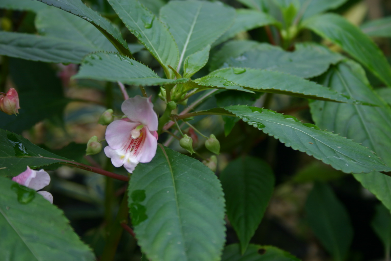 Impatiens (auricoma x tuberosa) 