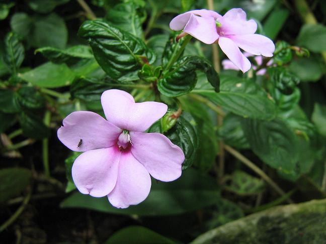 Impatiens flaccida 