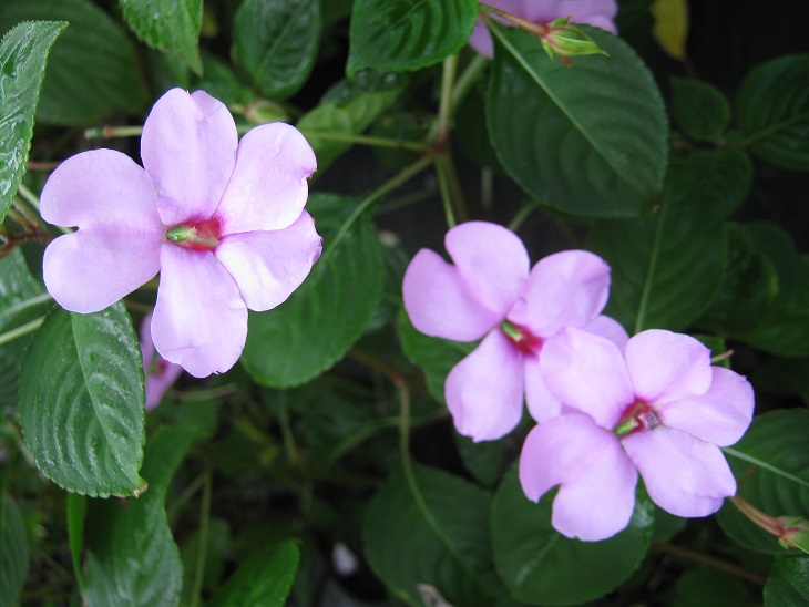 Impatiens flaccida 