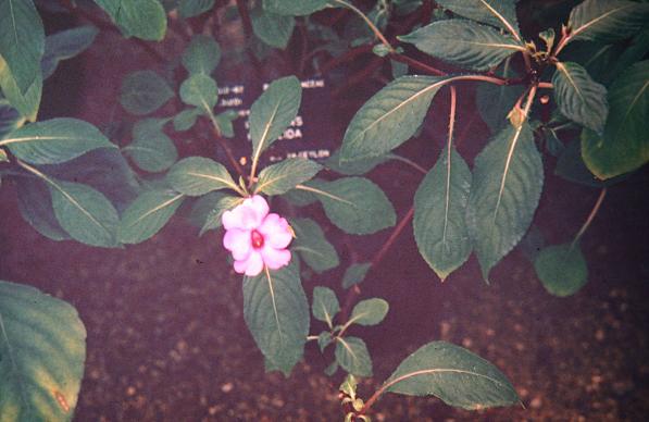 Impatiens flaccida 