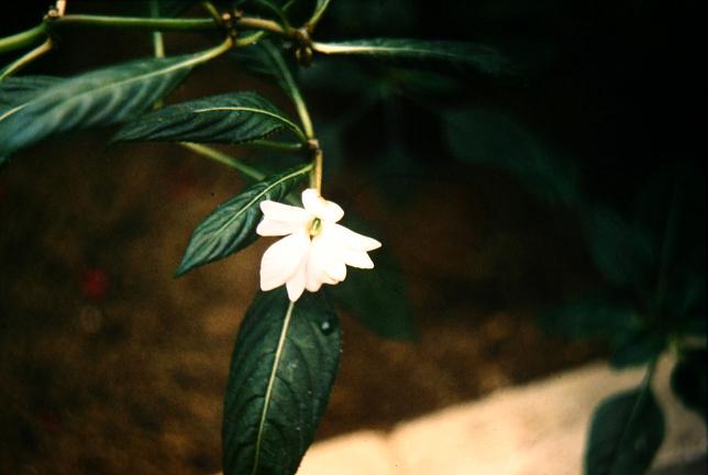 Impatiens hawkeri 