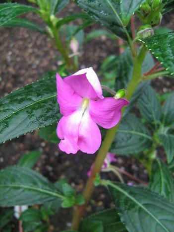 Impatiens irvingii 