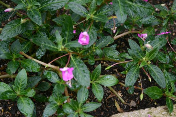 Impatiens irvingii 