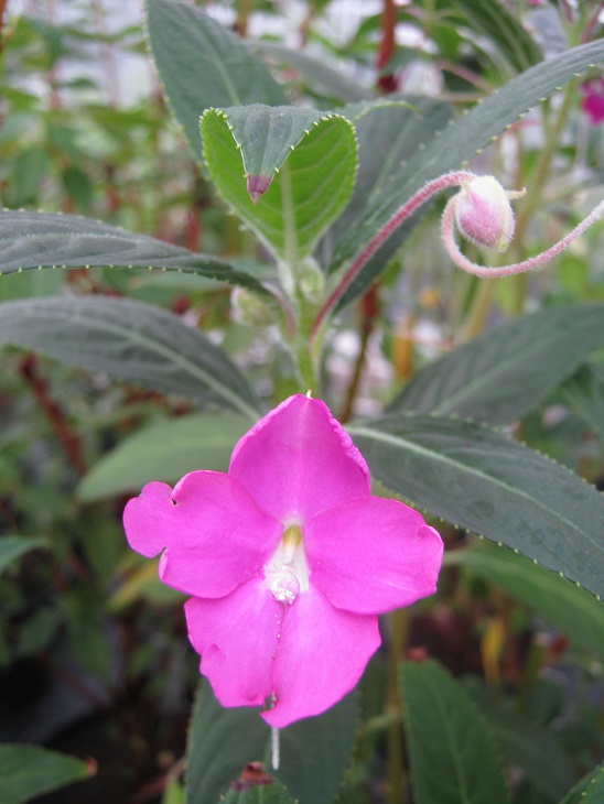 Impatiens irvingii 