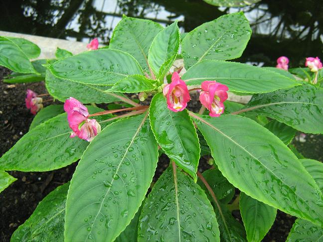 Impatiens oncidioides 