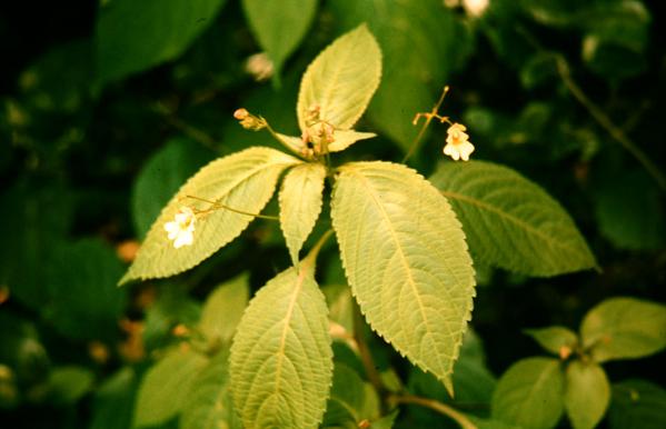 Impatiens parviflora 