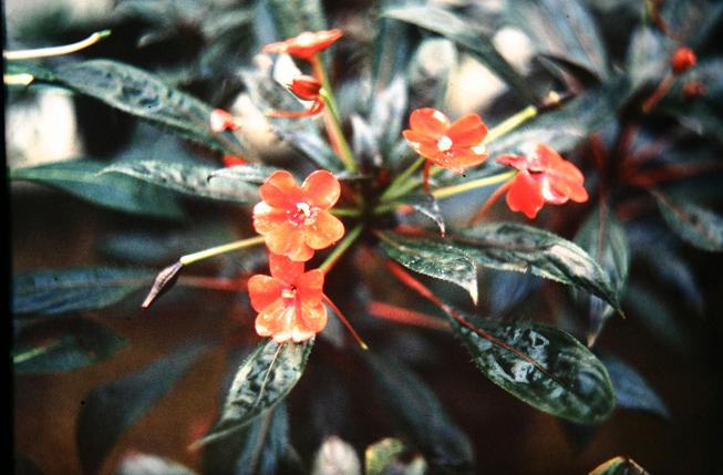 Impatiens schlecteri 