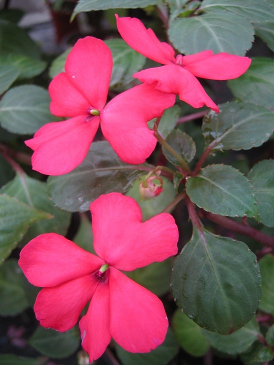 Impatiens walleriana 