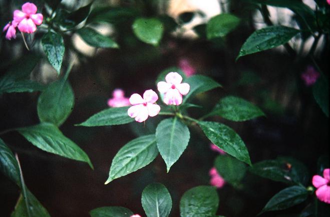 Impatiens walleriana 