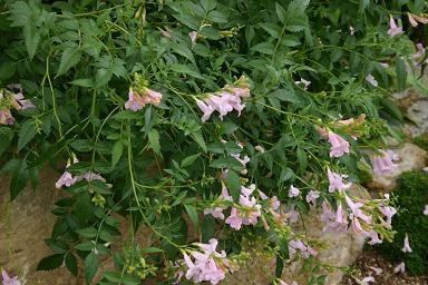 Incarvillea arguta 