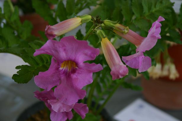 Incarvillea delavayi 