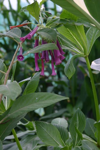 Iochroma cyaneum 'Trebah' 