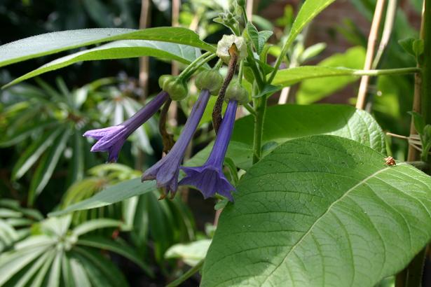 Iochroma grandis 