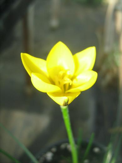 Ipheion hirtellum 