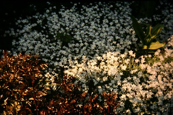 Ipheion uniflorum 