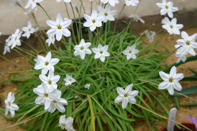 Ipheion uniflorum 'Album' 