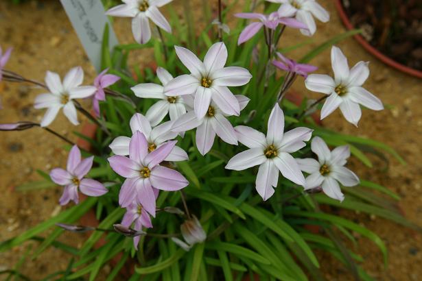 Ipheion uniflorum 'Charlotte Bishop' 