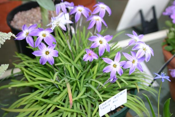 Ipheion  uniflorum 'Froyle Mill' 