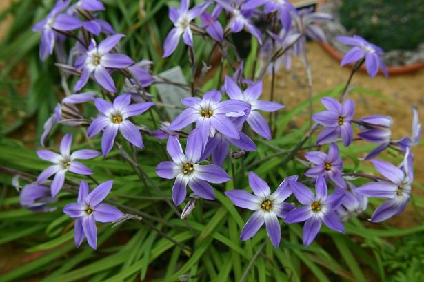 Ipheion  uniflorum 'Froyle Mill' 