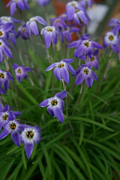 Ipheion  uniflorum 'Froyle Mill' 