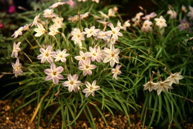 Ipheion uniflorum 'Violaceum' 