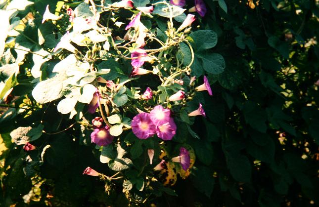 Ipomoea purpurea var diversifolia 