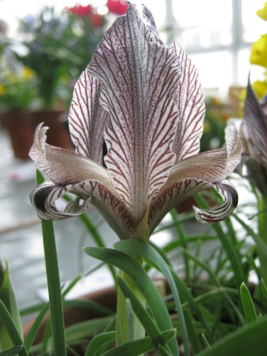 Iris acutiloba ssp lineolata 