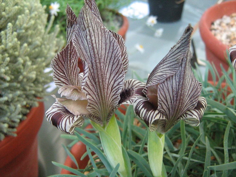 Iris acutiloba ssp lineolata 