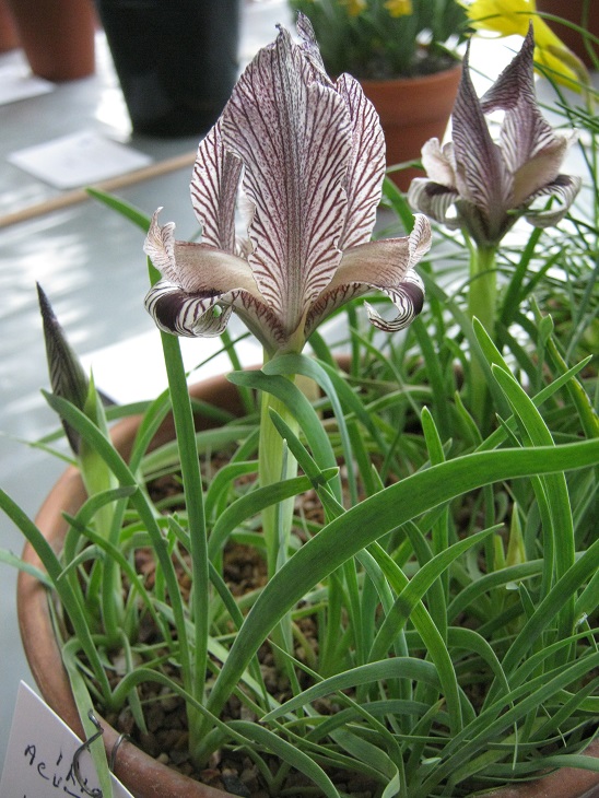 Iris acutiloba ssp lineolata 