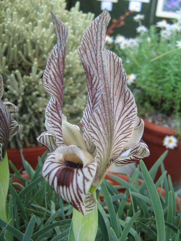 Iris acutiloba ssp lineolata 