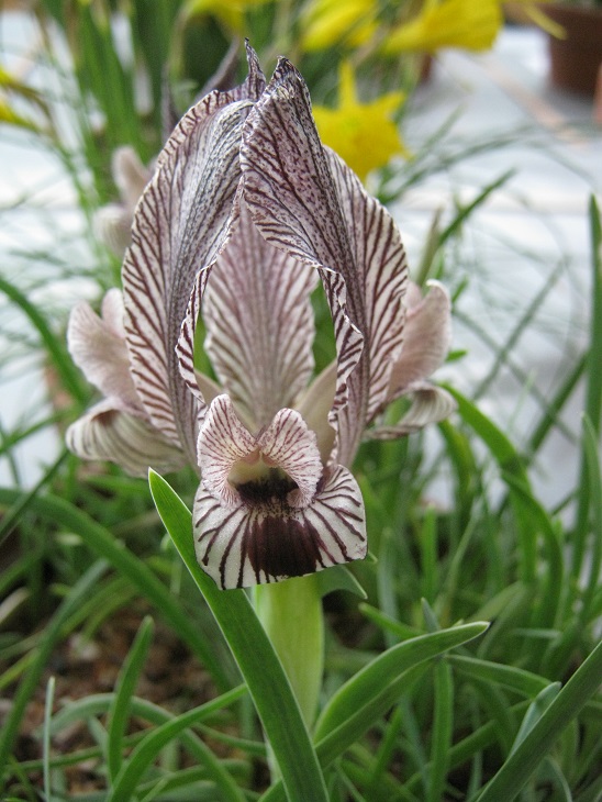 Iris acutiloba ssp lineolata 