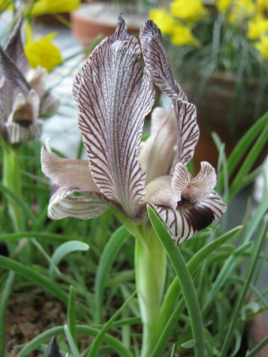 Iris acutiloba ssp lineolata 