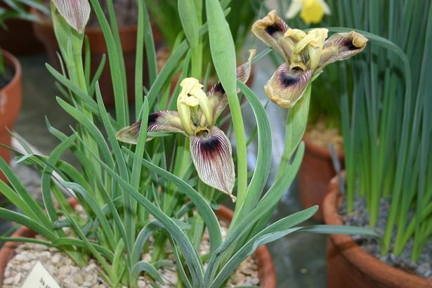 Iris afghanica 