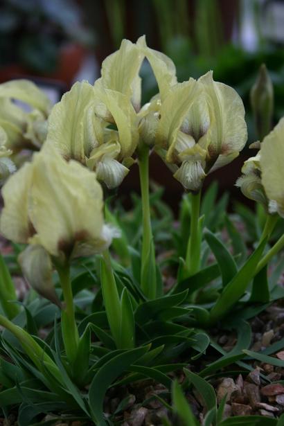 Iris attica 