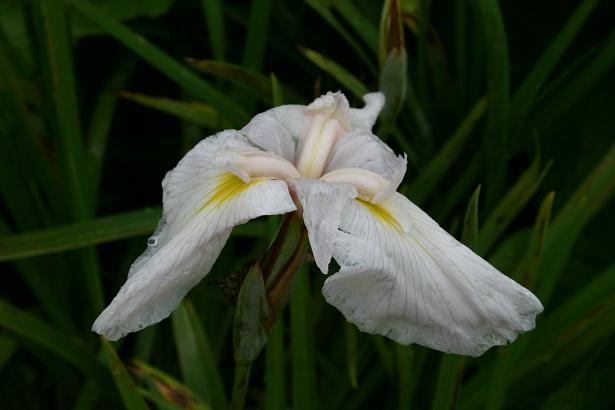 Iris ensata 'Akebono-no-Hikari' 