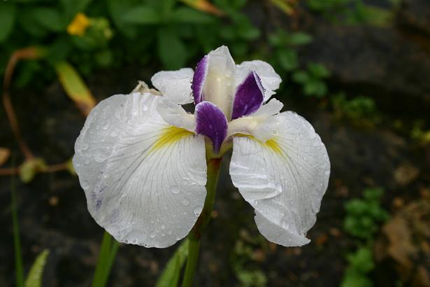 Iris ensata 'Chiyo'no-Haru' 