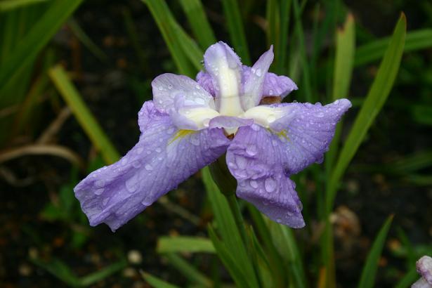 Iris ensata 'Fuji-Shiro' 