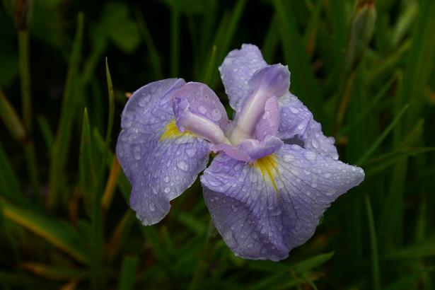 Iris ensata 'Sei Shonagon' 