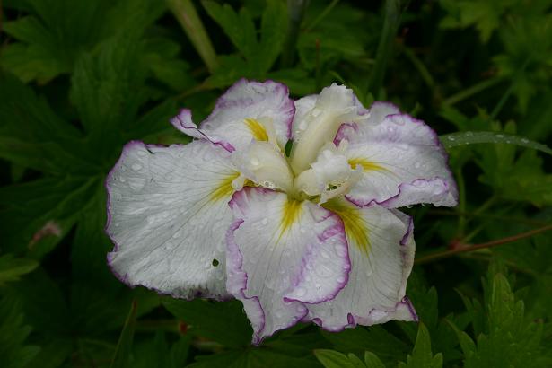 Iris ensata 'Stippled Ripples' 